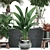 Exotic Plant Collection: Banana Palm, Ravenala, Strelitzia 3D model small image 4