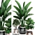 Exotic Indoor Plant Collection 3D model small image 1