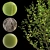 Tree 5-in-1 - 313K polys, 426K verts. Versatile and High-Quality Tree Model 3D model small image 2