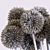 Allium Blossom: VG Newtrend Vases 3D model small image 5