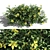 Evergreen Hibbertia Scandens Climbing Bush 3D model small image 1