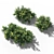 Evergreen Hibbertia Scandens Climbing Bush 3D model small image 3