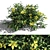 Evergreen Hibbertia Scandens Climbing Bush 3D model small image 4