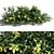 Evergreen Hibbertia Scandens Climbing Bush 3D model small image 5