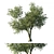 EcoMax 2014 Eucalyptus Tree 3D model small image 1