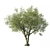 Eucalyptus Op3 Tree - 2014 Edition 3D model small image 1