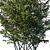 Realistic Honey Locust Tree - High Resolution 3D Model 3D model small image 4