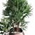 Exotic Houseplant Collection 3D model small image 4