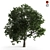 Elegant Benjamin Tree: Nature's Beauty 3D model small image 1