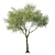 2014 Eucalyptus Tree 3D Model 3D model small image 1