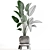 Exotic Houseplant Collection: Banana Palm, Ravenala & Strelitzia 3D model small image 3