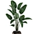 Exotic Houseplant Collection: Banana Palm, Ravenala & Strelitzia 3D model small image 4