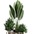 Exotic Indoor Plant Collection 3D model small image 2