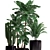 Exotic Indoor Plant Collection 3D model small image 2