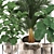 Tropical Plant Collection: Ficus Lyrata, Howea Forsteriana, Kentia, Luxury Indoor Palms 3D model small image 2