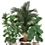 Tropical Plant Collection: Ficus Lyrata, Howea Forsteriana, Kentia, Luxury Indoor Palms 3D model small image 3