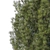 Realistic High Poly Pine Tree 3D model small image 4