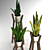 Modern Sansevieria Plant: 3D Model for 3Ds Max 3D model small image 5