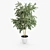 Contemporary Ficus Set with White Wire Base 3D model small image 4