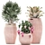 Exotic Plant Collection in Pink Baskets 3D model small image 1