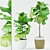 Stunning Ficus Lyrata: Ceramic Pot 3D model small image 1