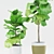 Stunning Ficus Lyrata: Ceramic Pot 3D model small image 2