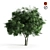 Majestic Elm Tree: A Botanical Beauty 3D model small image 1