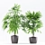 Beautiful Rhapis Palm with Ceramic Pot 3D model small image 2