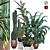 Tropical Houseplant Collection 3D model small image 1