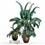 Tropical Houseplant Collection 3D model small image 2