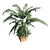 Tropical Elegance: Kentia Palm 3D model small image 2