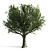 Beech Spring Tree: Premium Quality 3D model small image 1