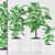 Rubber Plants in Ceramic Pot 3D model small image 1