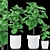 Rubber Plants in Ceramic Pot 3D model small image 3