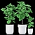 Rubber Plants in Ceramic Pot 3D model small image 4