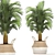 Tropical Plant Collection: Ficus, Howea, Kentia & More 3D model small image 2