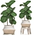 Tropical Plant Collection: Ficus, Howea, Kentia & More 3D model small image 3