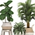 Tropical Plant Collection: Ficus, Howea, Kentia & More 3D model small image 4