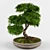 Zen Garden Bonsai Maple Tree 3D model small image 1