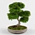 Zen Garden Bonsai Maple Tree 3D model small image 2