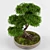 Zen Garden Bonsai Maple Tree 3D model small image 3