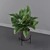 Lush Green Majesty - Philodendron Imperial Green 3D model small image 4