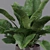 Lush Green Majesty - Philodendron Imperial Green 3D model small image 5