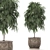 Tropical Ficus Collection - Kinsey Family Farm 3D model small image 2