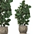Exotic Plant Collection: Tropical Ficus Lyrata in Classic Vases 3D model small image 1