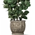 Exotic Plant Collection: Tropical Ficus Lyrata in Classic Vases 3D model small image 2