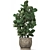 Exotic Plant Collection: Tropical Ficus Lyrata in Classic Vases 3D model small image 4