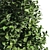 Carpinus Fastigiata: Tall, Compact, and Elegant 3D model small image 3