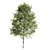 Premium Oak Tree: Majestic and Timeless 3D model small image 2