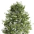 Premium Oak Tree: Majestic and Timeless 3D model small image 4